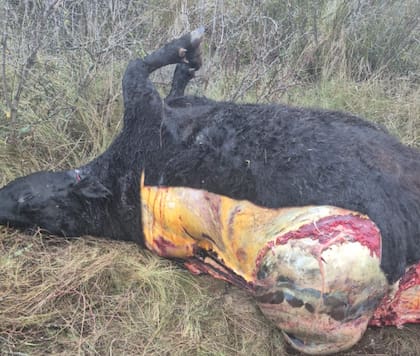 El lunes pasado, Carabajales encontró una vaca carneada y también degollada en el campo de General Acha