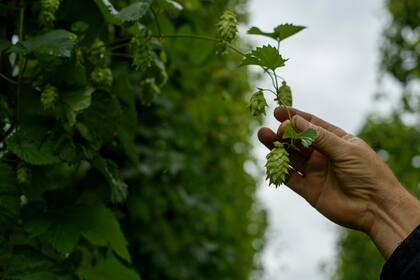El lúpulo, una pieza clave para la cerveza