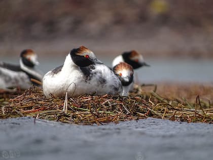 Cuatro ejemplares de Podiceps gallardoi , el zambullidor macá tobiano.