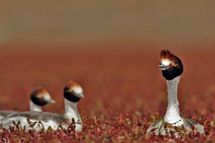 El macá tobiano es un ave acuática de la Patagonia argentina y desde hace varios años se encuentra en peligro de extinción