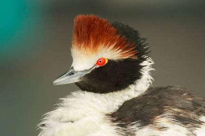 El macá tobiano habita las lagunas de la meseta santacruceña y al llegar el invierno migra a los estuarios de los ríos Coyle, Gallegos y Chico.