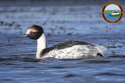 El Maca Tobiano, oriundo de la región patagónica, tiene, entre otras particularidades, ojos rojos.