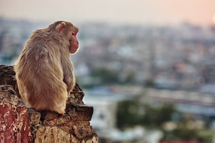 El macaco rhesus, también tiene una conciencia consciente del mundo que la rodea al igual que los humanos