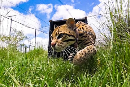 El macho "Balam" será el primer ocelote en ingresar a los corrales de presuelta cerca del Paraje Uguay