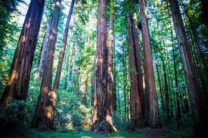 El magnifico bosque primitivo de secuoyas ubicadas en Armstrong Reedwoods