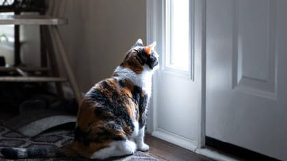 El Maine Coon es la raza más grande de gatos