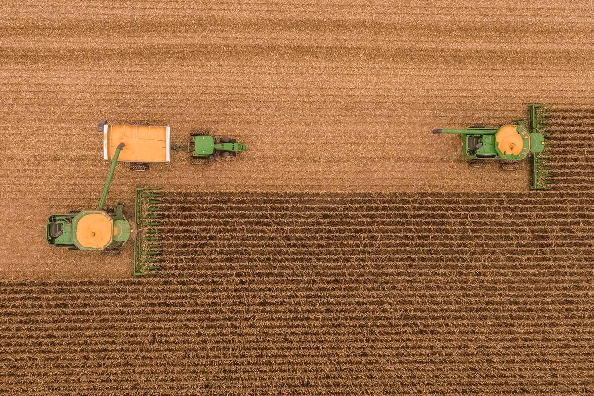 El maíz, clave para la rotación