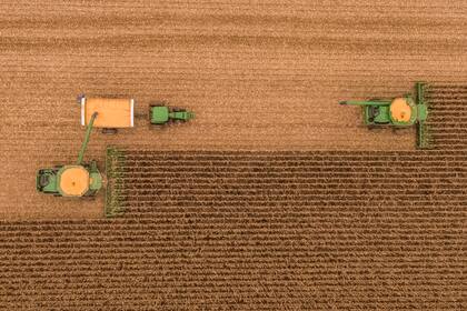 El maíz, clave para la rotación