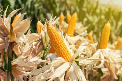 El maíz, con potencial de mayor crecimiento