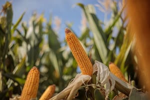 Más que potencial, hay que buscar resultados y llegar a los 100 millones de toneladas