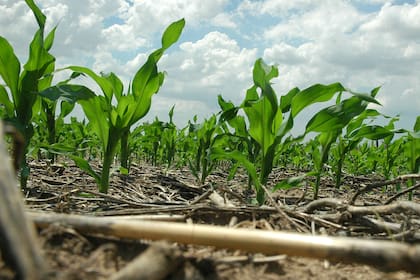 El maíz, con un fuerte crecimiento en los últimos años e impacto sobre la rotación