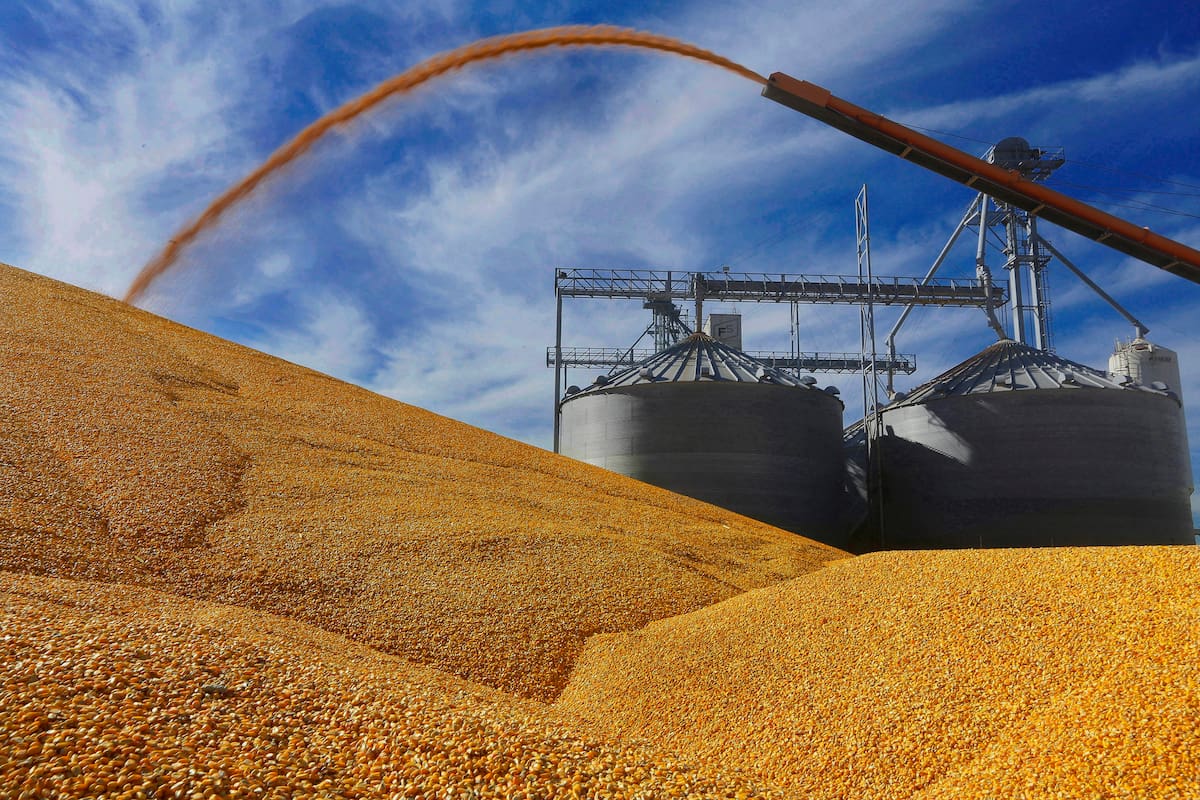 El maíz, en un mercado climático