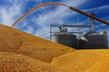 El maíz, en un mercado climático