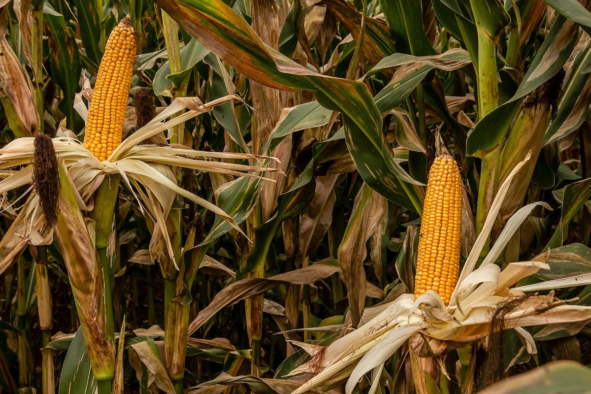 El maíz enfrenta una nueva campaña con el desafío de la chicharrita