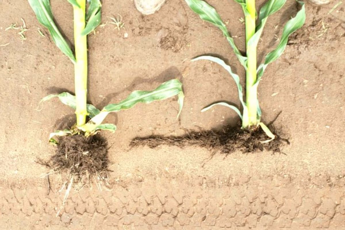 El maíz no es un buen competidor de malezas en los estadios iniciales, con lo cual es importante empezar con el lote limpio de malezas y con la incorporación de los herbicidas residuales