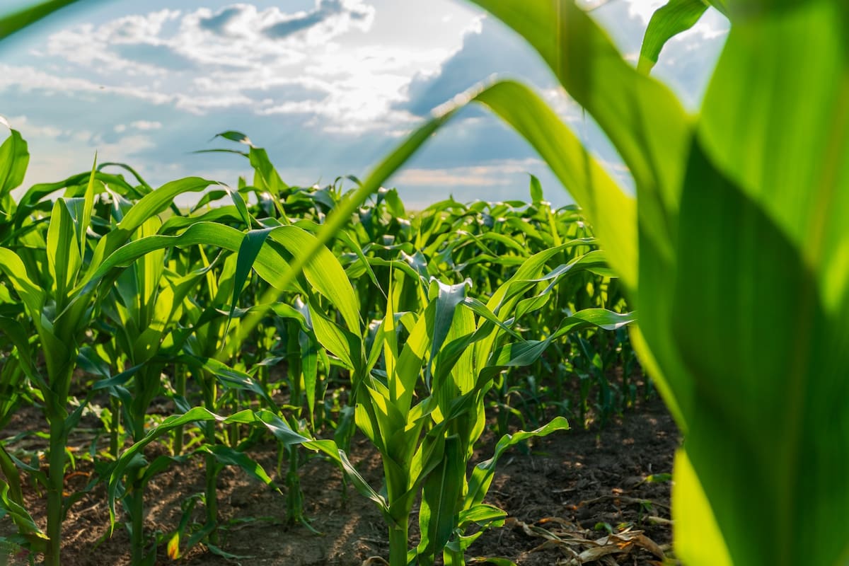 El maíz responde a la fertilización