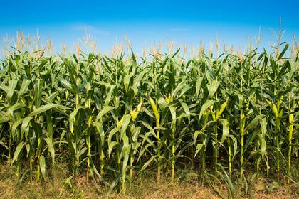 El maíz se adapta a diferentes ambientes
