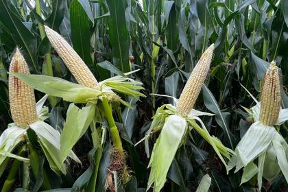 El maíz sube ante el temor a que los rendimientos estadounidenses no alcancen las estimaciones