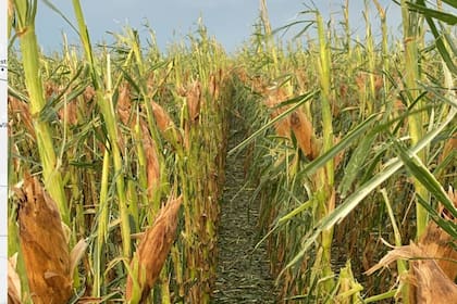 El maíz sufrió diversos niveles de daño