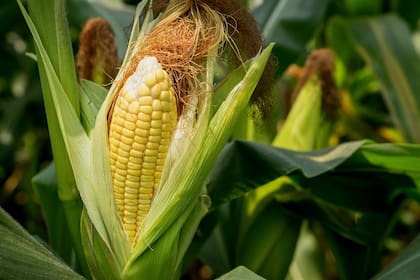 El maíz suma tecnología