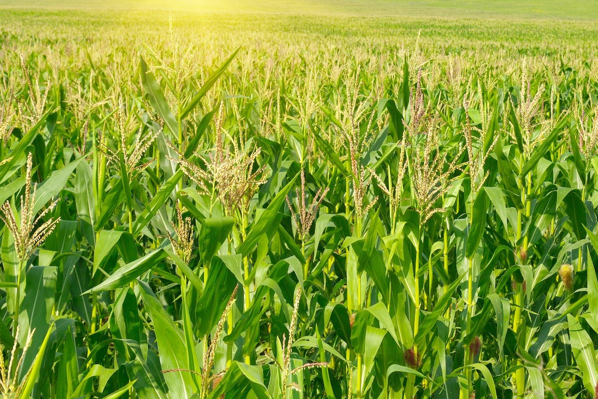 El maíz tardío ha aportado a la sustentabilidad al permitir intercalar soja y maíz y dar más estabilidad a las rotaciones