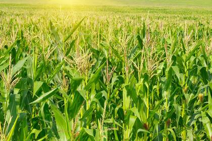 El maíz tardío ha aportado a la sustentabilidad al permitir intercalar soja y maíz y dar más estabilidad a las rotaciones