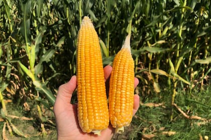 El maíz tiene diferencias según los ambientes productivos