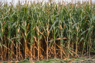El maíz toca máximos de tres años ante proyecciones de una menor producción en EE.UU.