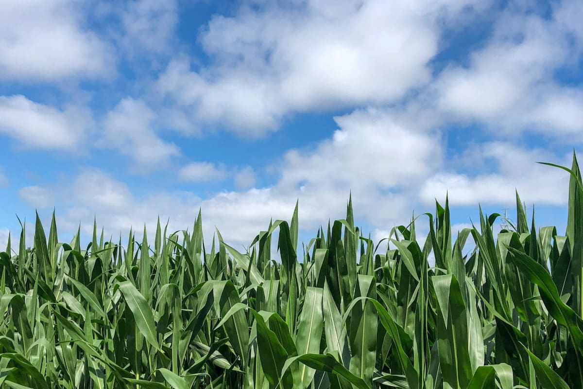 El maíz, un cultivo clave