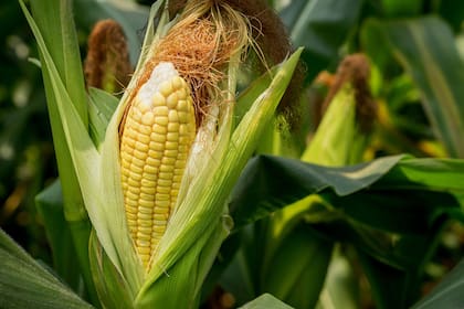 El maíz, un cultivo clave para agregar valor