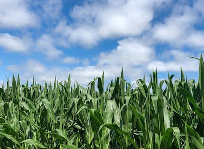 El maíz, un cultivo con múltiples usos