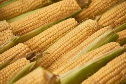 El maíz va por otro récord