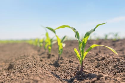 El maíz y otros cultivos enfrentan cada vez más los desafíos del clima