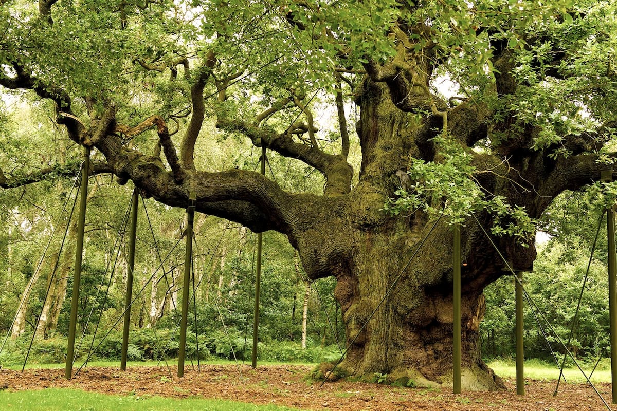 El Major Oak en la Reserva Natural del Bosque de Sherwood, a casi 250 kilómetros al norte de Londres