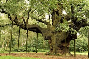 El antiguo árbol de la leyenda del “ladrón honorable” murió por una triste combinación de factores