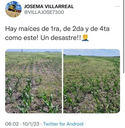 El mal estado de un lote de maíz