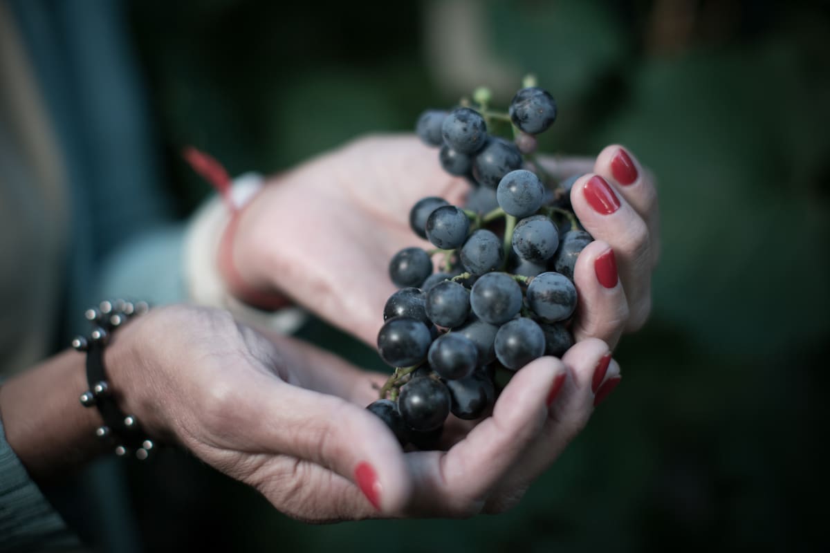 El malbec es el principal aliado de los amantes del vino.
