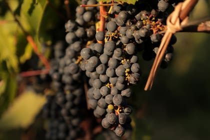 El Malbec representa más de la mitad de las exportaciones de vinos fraccionados argentinos.