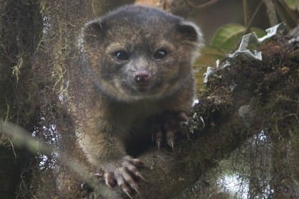 El mamífero es nativo de las junglas de Colombia y Ecuador
