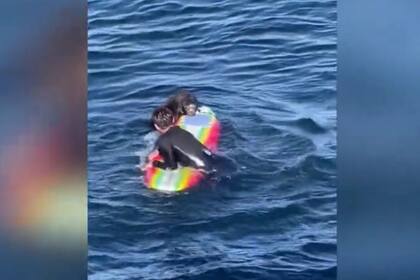 El mamífero marino se ha acercado a los surfistas y practicantes de kayak, y en un video divulgado en las redes sociales se lo ve apoderándose de una tabla de surf