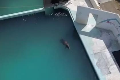El mamífero se encontraba en un acuario que estaba abandonado desde 2018. Fuente: The Dolphin Project