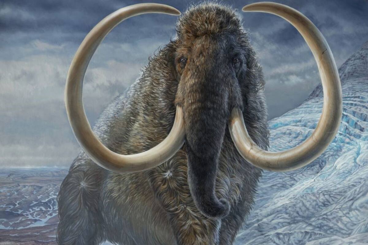 El mamut se extinguió hace miles de años y supo vivir en mayoritariamente en Norteamérica
