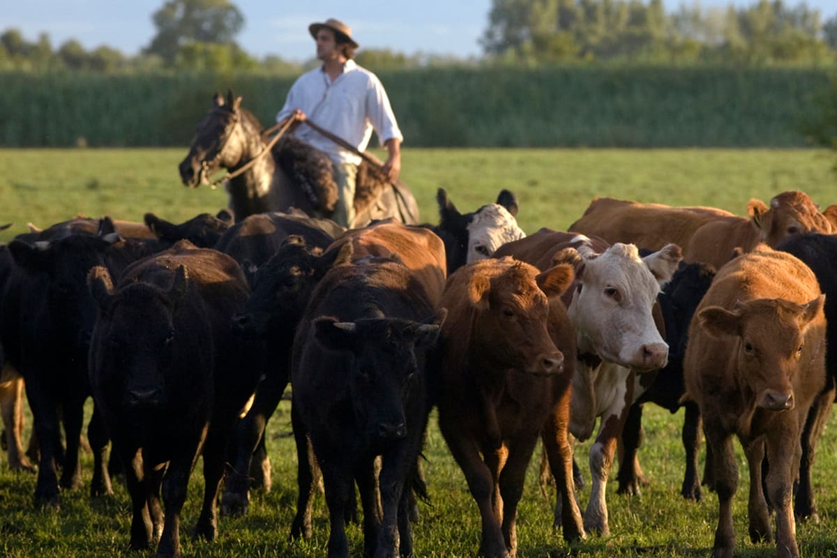 El manejo de la hacienda en períodos estivales tiene parámetros diferentes a los del resto del año