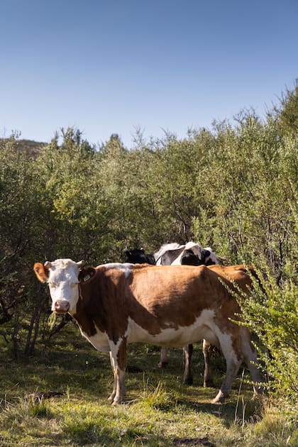 El manejo del campo en Altos del Aluminé es completamente agroecológico
