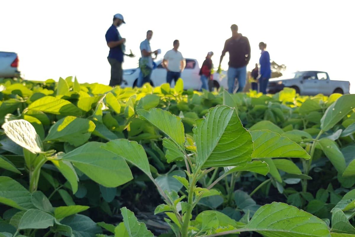 El manejo integrado de plagas (MIP), es un pilar importante de las buenas prácticas agrícolas