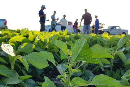 El manejo integrado de plagas (MIP), es un pilar importante de las buenas prácticas agrícolas