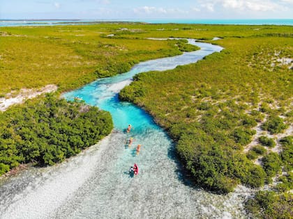 El manglar forma parte de las 116 hectáreas que forma parte del Parque Nacional Alexandra, y puede recorrerse a bordo de un kayak.