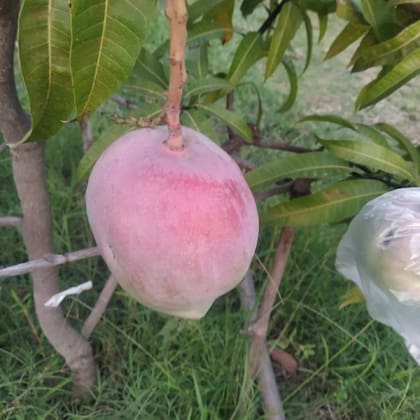 El mango Miyazaki se cotiza en Japón US$50 por unidad, pero a los horticultores de la India le han ofrecido hasta US$280 por cada uno