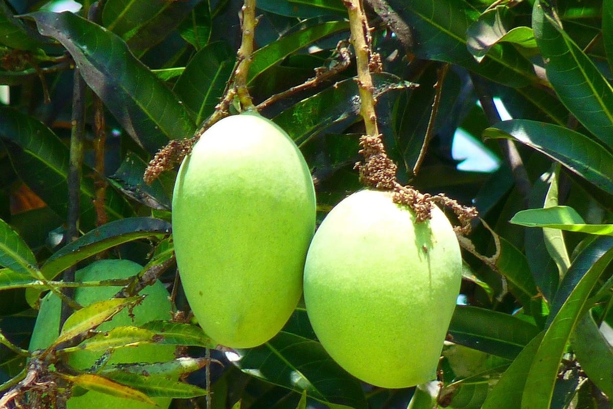El mango tiene múltiples beneficios (Foto ilustrativa: PIXABAY)