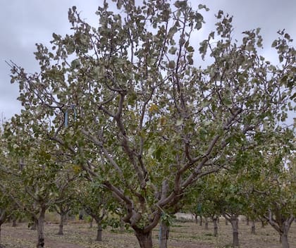 El mapa sugiere que, en la Argentina, la zona agroclimáticamente apta para la producción del pistacho abarca una franja que conecta el sur de San Juan; norte, centro y este de Mendoza; sur de San Luis y; centro-sur de La Pampa